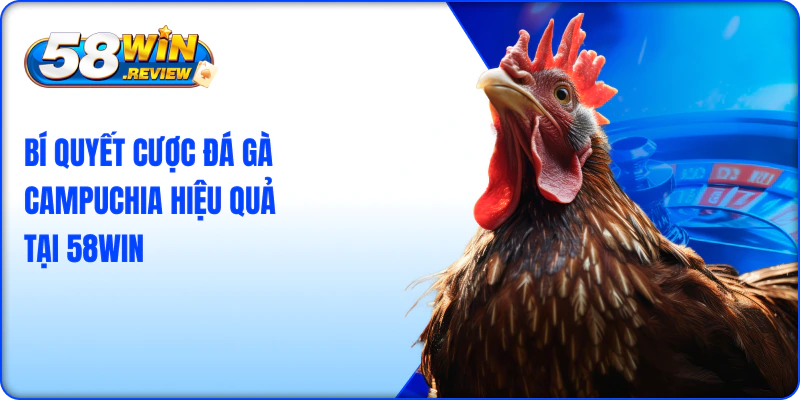 Bí Quyết Cược Đá Gà Campuchia 58Win Hiệu Quả