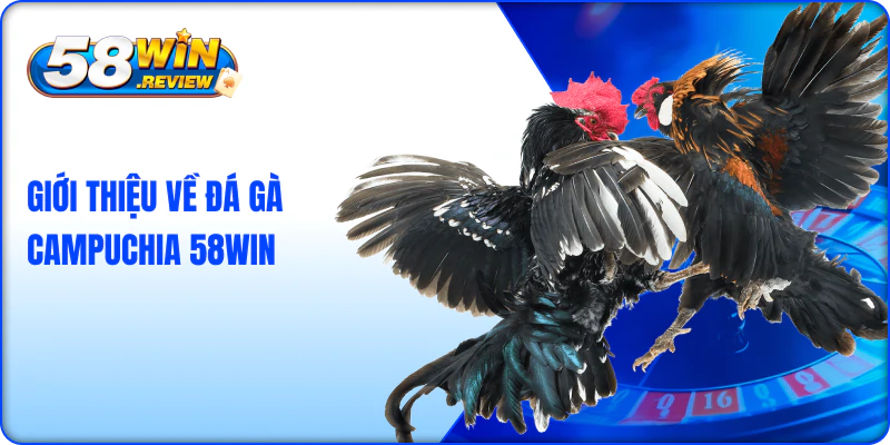 Giới Thiệu Về Đá Gà Campuchia 58Win
